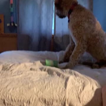 Our Dog Doesnt like Alexa😆