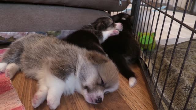 A sleeping Corgi puppy