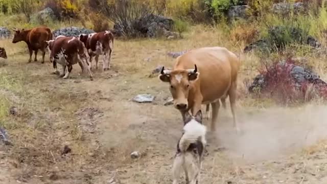 the largest dogs in the world
