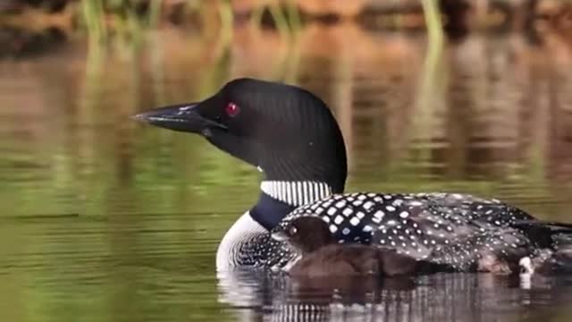 Common loons in Maine