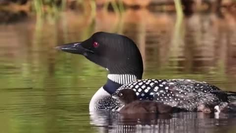 Common loons in Maine