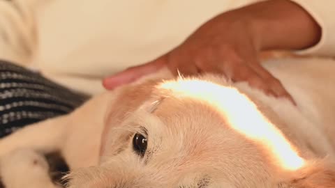 Doggy