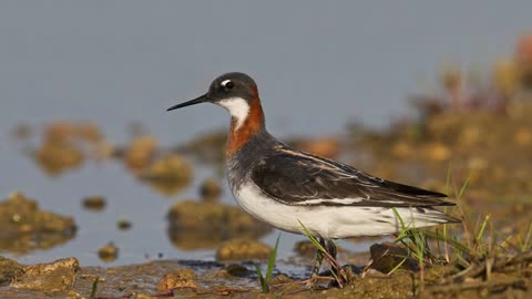 The Red Necked Phalarope: Close Up HD Footage (Phalaropus lobatus)