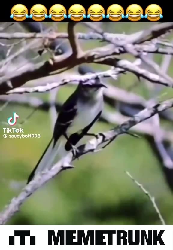 Mockingbird😂🤣😂🤣