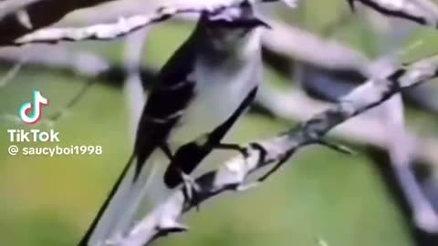 Mockingbird😂🤣😂🤣