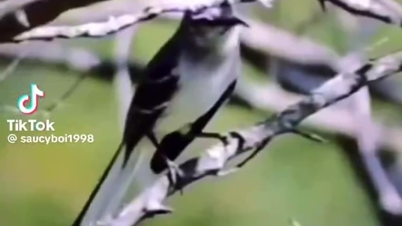 Mockingbird😂🤣😂🤣