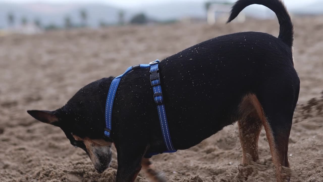 Adorable dog playing in the sand