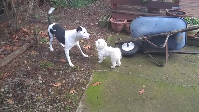 Maltese vs Pit Bull/Border Collie - Getting Acquainted