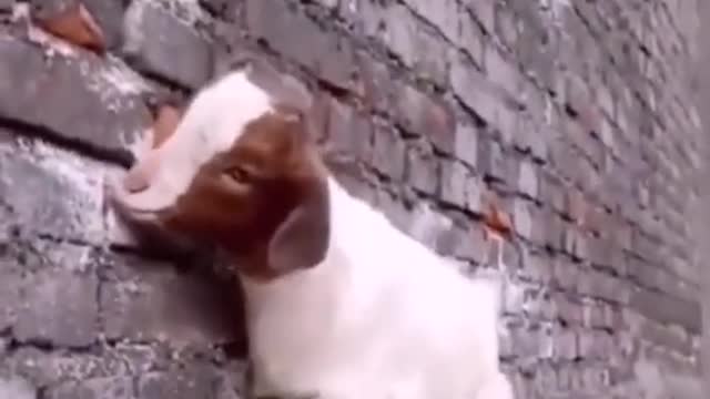 Funny Animals - Cute Animal #shorts