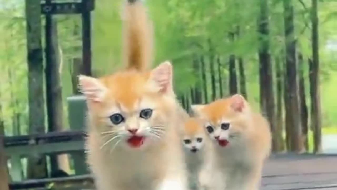 Cute Baby Cats - Cute and Funny Cat Videos Compilation 2023