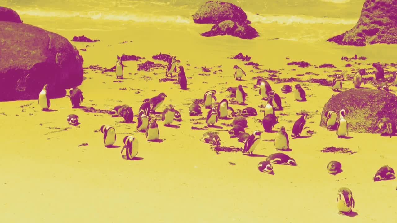 COLONY OF PENGUINS ENJOYING LIFE