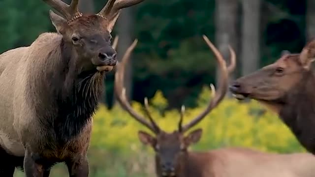 Elk during the rut season