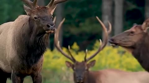 Elk during the rut season