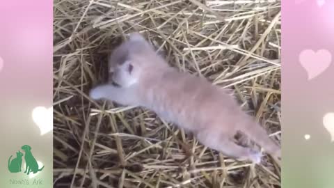 Mermaid Cats with Special Needs