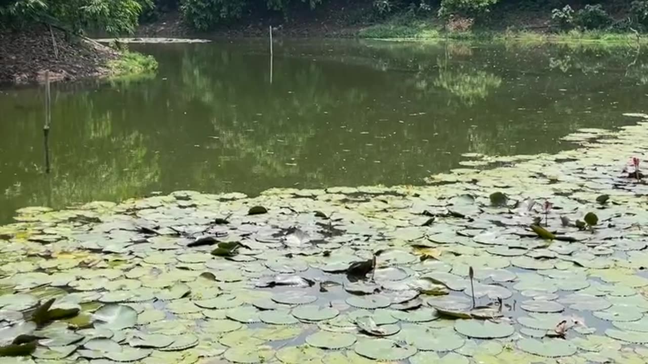 Lake full of birds.