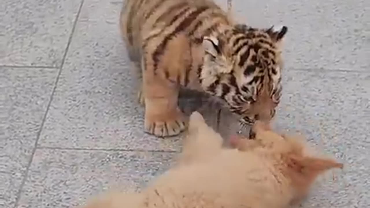 The tiger was bullied by a dog🐯🐶😂