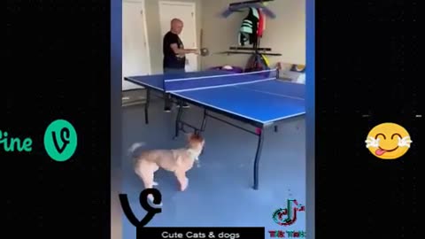 Funny animal