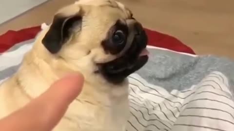 DON'T SHOW ME THE FINGER | FUNNY DOG VIDEO