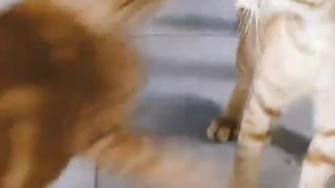 Cat fighting