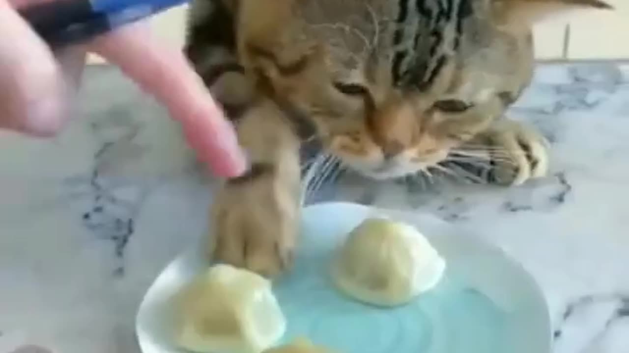 Funny cat video 🤣cat lovers😂