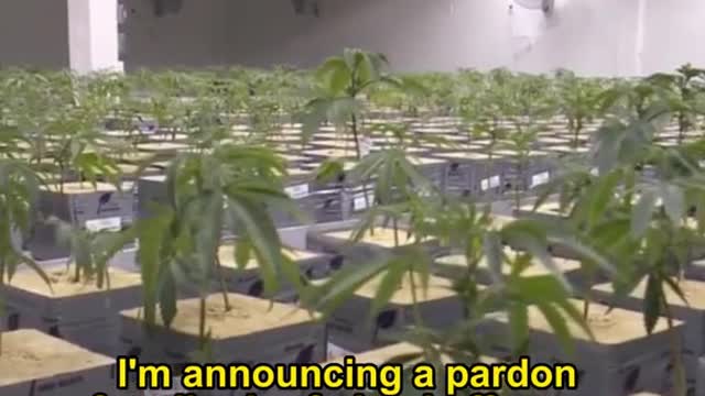 Biden to pardon thousands convicted of marijuana possession