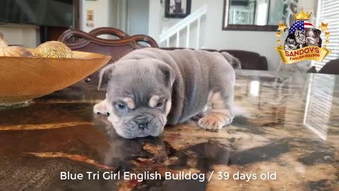 Bulldog 39 days old / Blue Tri Girl Bulldog