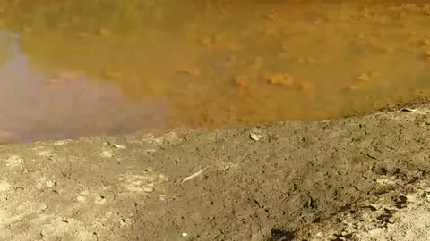 16.6.2024 The Barron River, Kuranda