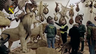 Spain seizes one of Europe's biggest taxidermy hauls