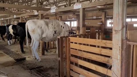 Milkcows, Kanagawa, Japan