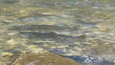 Spawning Salmon Humber River Toronto