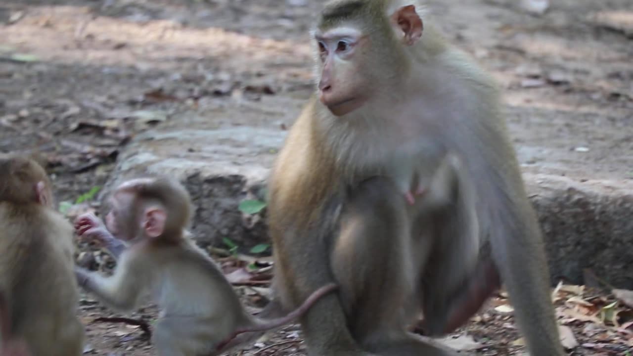 Watch the baby monkey tell his brother #monkey #baby #cute