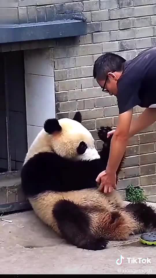 See green is your big bamboo shoot?