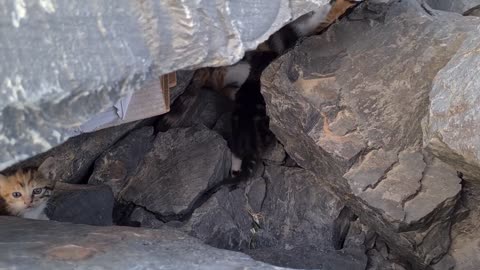 Poor mother cat hiding in the cliffs to protect her Kittens.