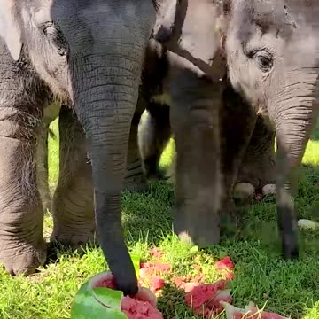Baby Elephant Watermelon Smash!