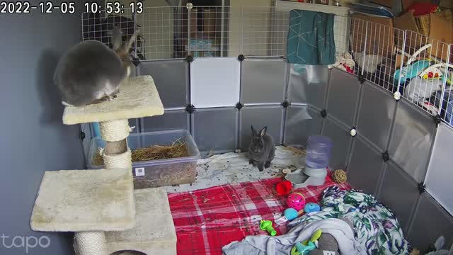 Rabbit Falls From Compromised Cat Tower