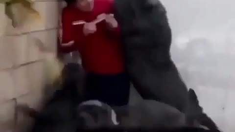 Best Funny Dogs