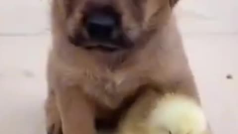 Nice dog video