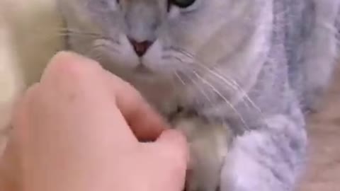 Most funny animals 🤣// Doing so much funn ||😂😂😂||