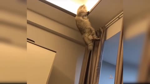 Cute Cat - Very Funny Video