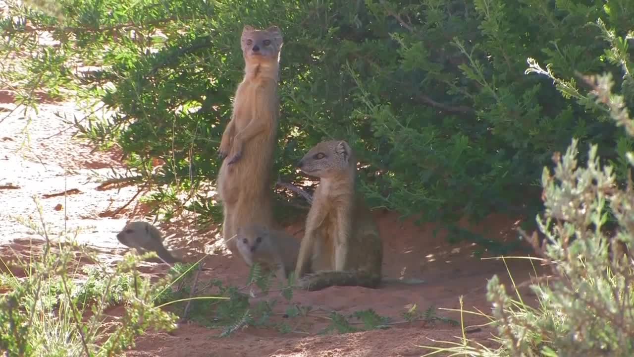 Silly Little Meerkat