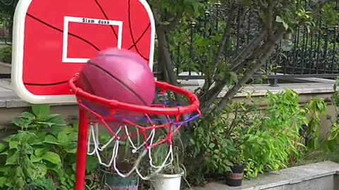 Cat 🐈 playing basketball 🏀