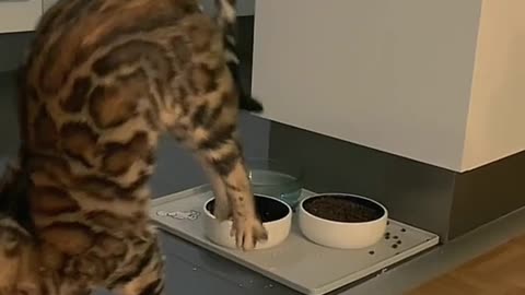 This cat can fly?
