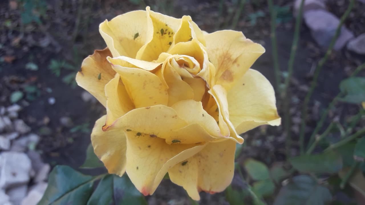 Rose and aphids