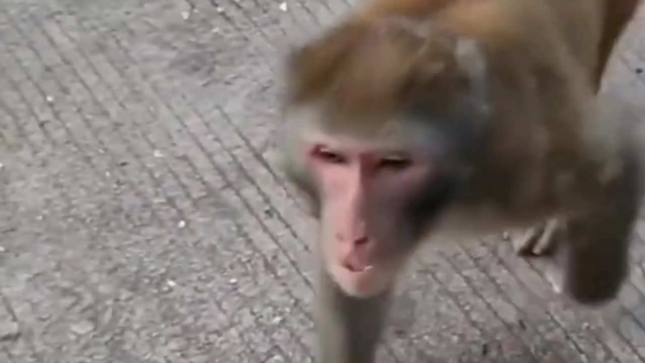 Monkey Vs man Prank Video