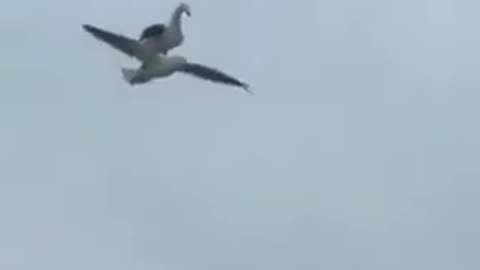 A bird flying in the air sitting on top of another bird #shorts #viral #shortsvideo #video