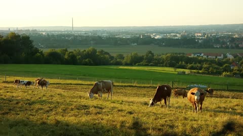 The cows are eating grass, so funny.2022