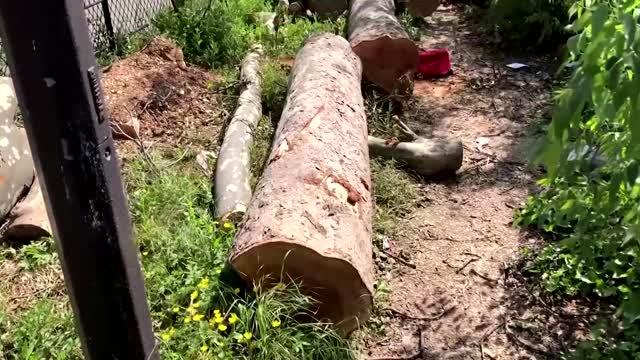 Heatwave in Paris exposes city's lack of trees