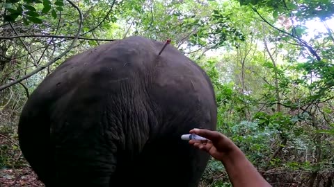 Rescue in elephant 🐘 ❤️