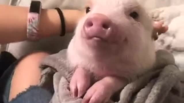 Happy piglet