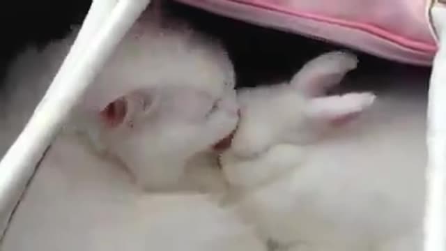 Cat takes care of his friend Rabbit